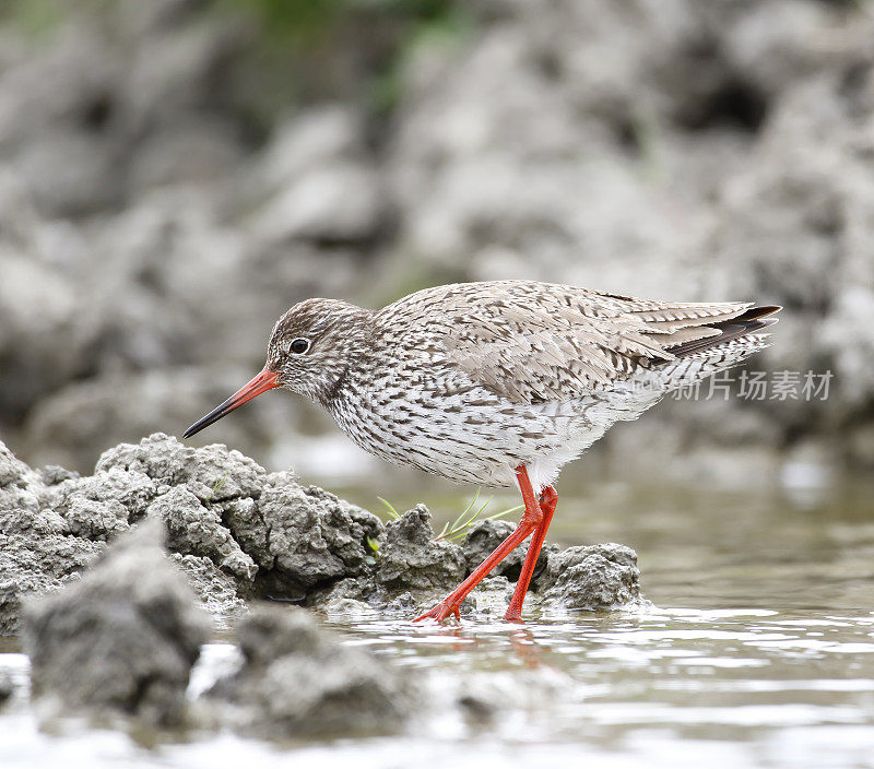 普通Redshank (Tringa to伤风)